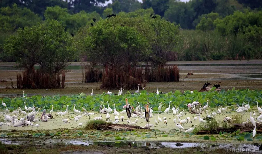 CounterPoint